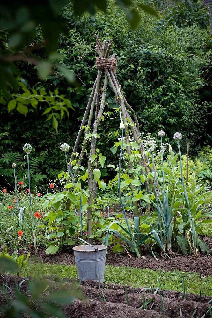 Rankgerüst für Prunkbohnen in Gemüsebeet mit blühenden Lauchpflanzen und Mohn
