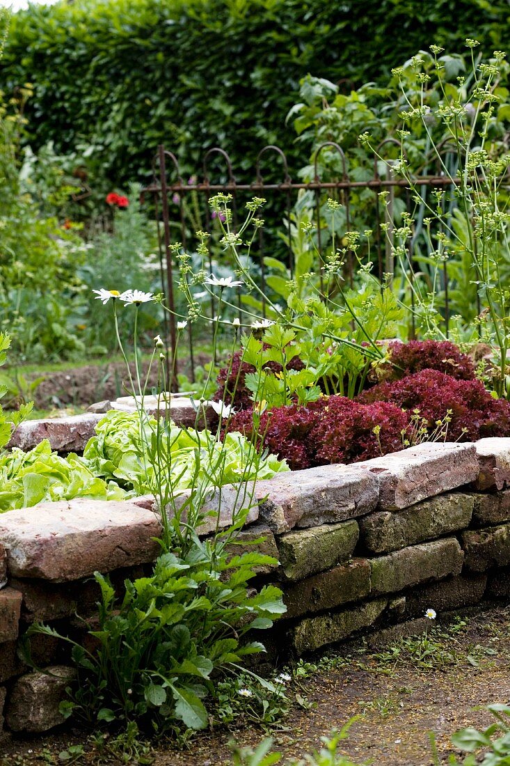 Salat und Gemüse im Beet mit Einfassung aus alten Backsteinen, davor blühende Margeriten