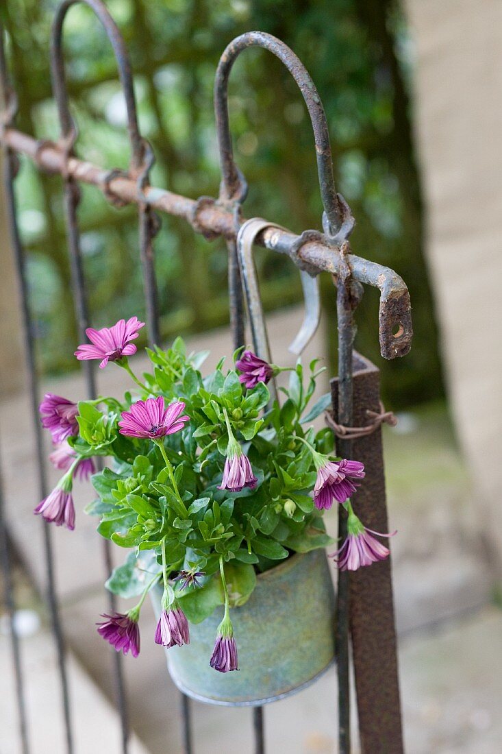 Violette Blumen in verzinktem Topf an altes Metallgitter aufgehängt