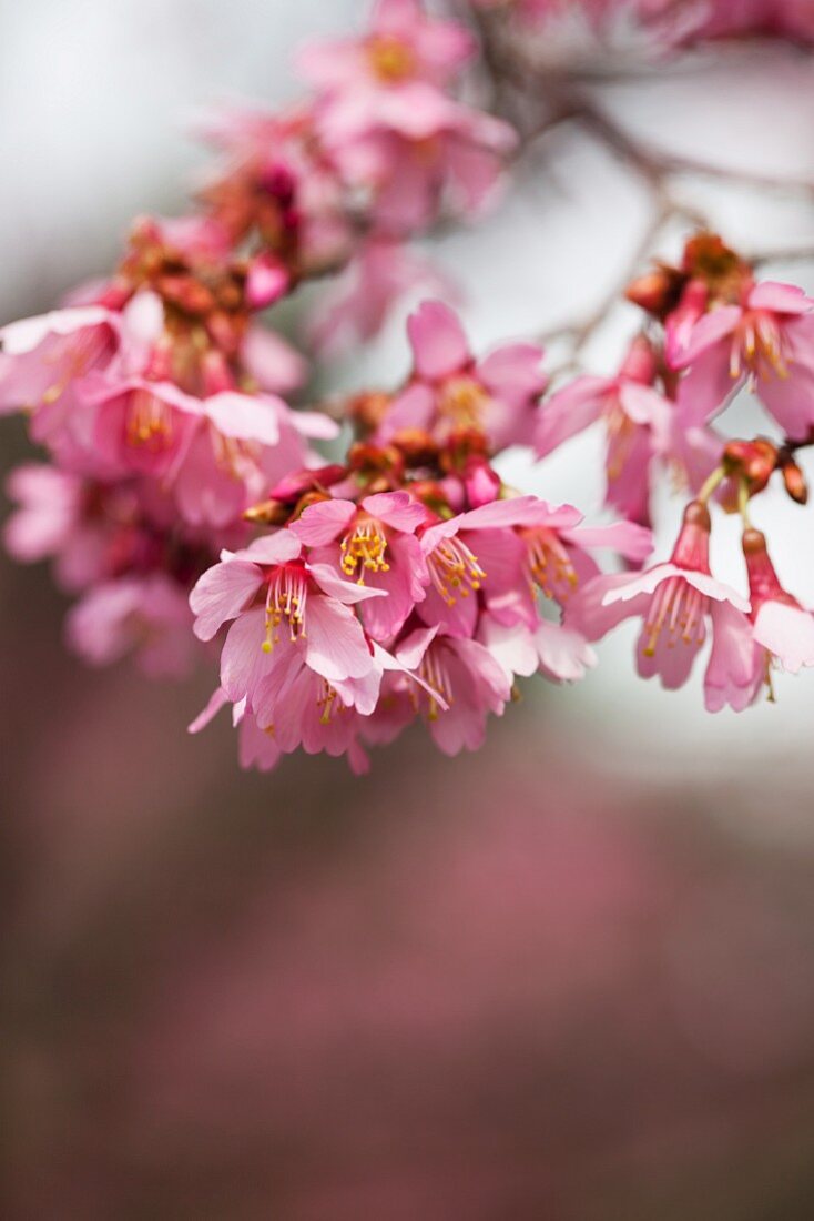 Pink blossom on branch