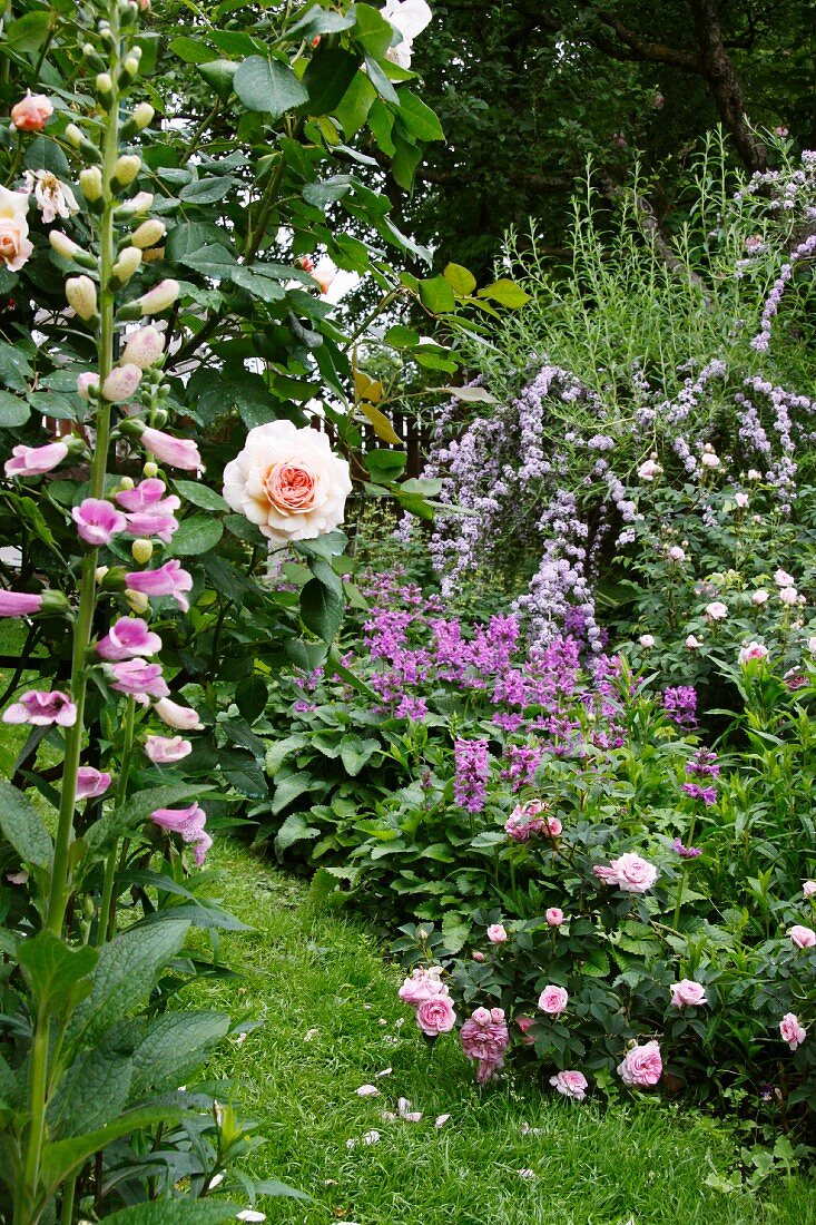 Shades of pink and purple in profusely flowering herbaceous borders