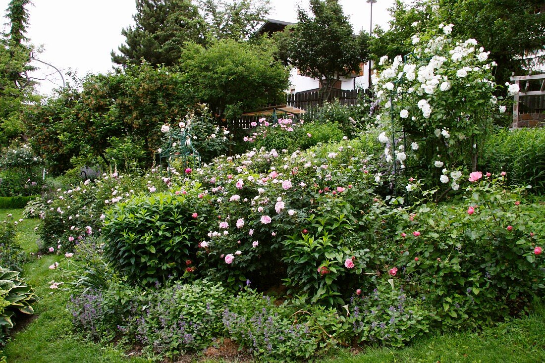 Üppig blühendes Rosenbeet im Garten
