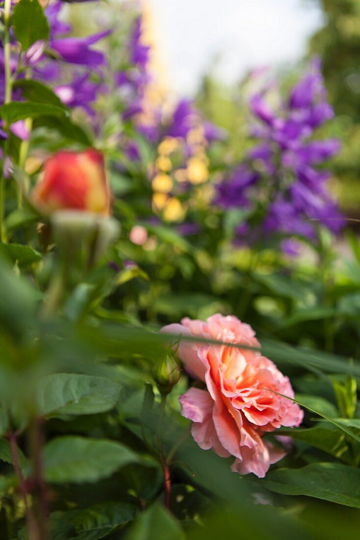 Lachsfarbene Rose in Blumenbeet vor verschwommenen, blauen Blüten