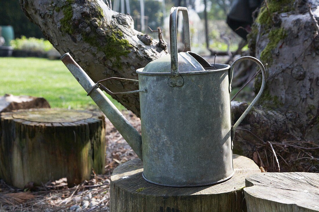 Old watering can on tree stump in garden