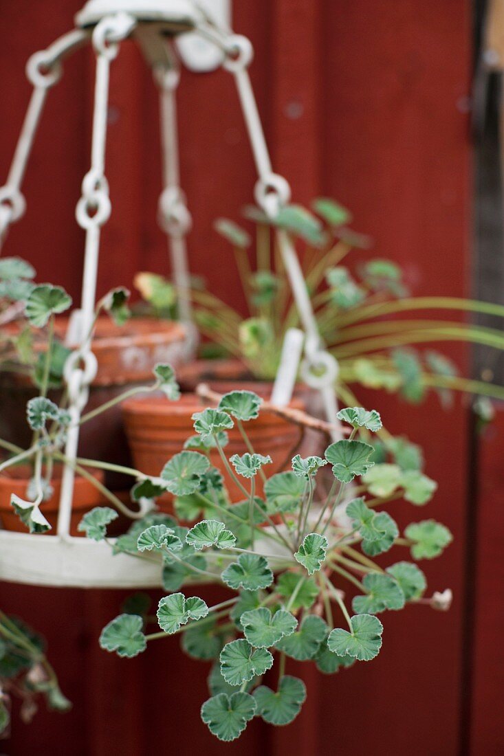 Potted geraniums on suspended rack