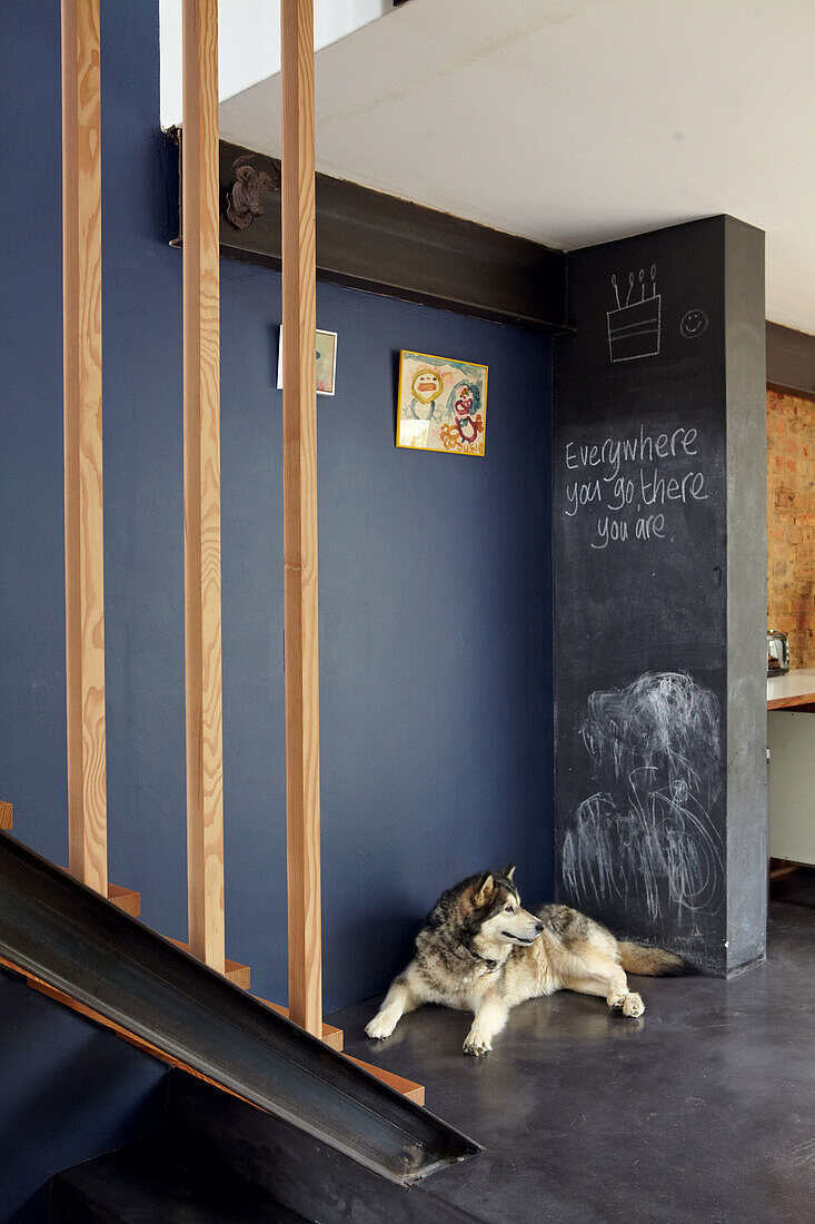 Dog lies on black concrete floor in front of staircase, chalkboard wall and deep blue wall