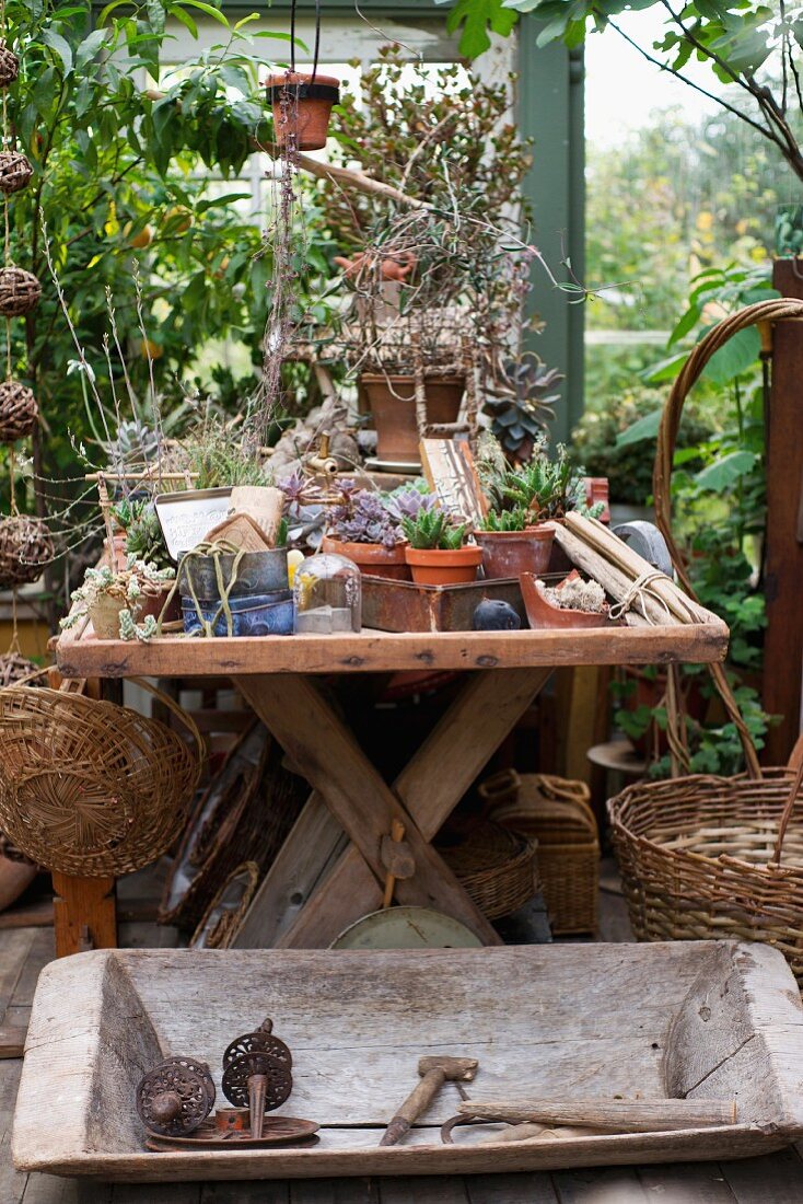 Rustikale Holzwanne mit Vintage Geräten vor Holztisch mit verschiedenen Pflanzentöpfen im Gewächshaus