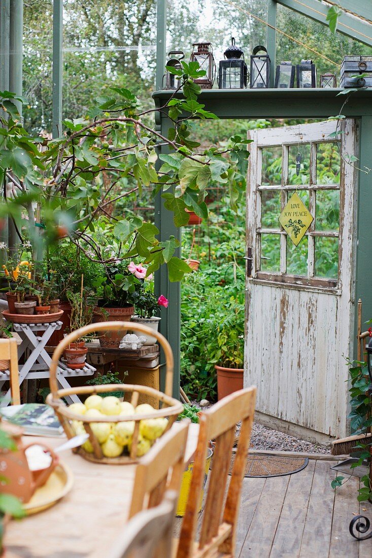 Korb mit Äpfeln auf Tisch in Gewächshaus, über offener Gartentür Laternensammlung