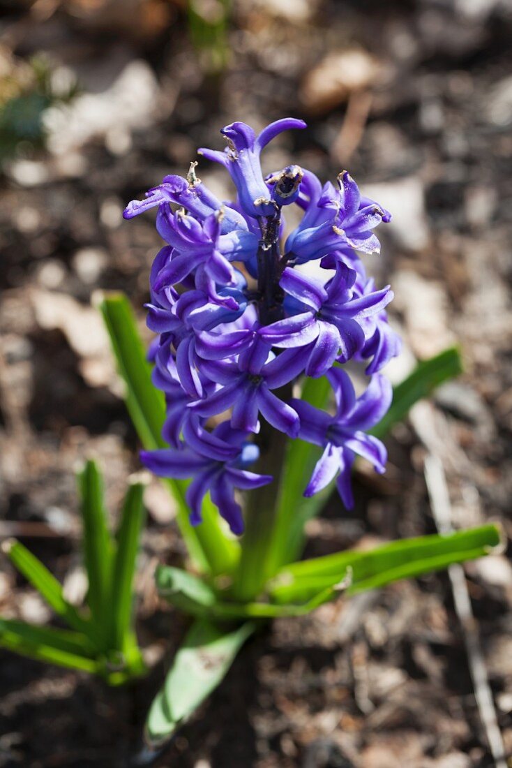 Blue hyacinth in flower bed