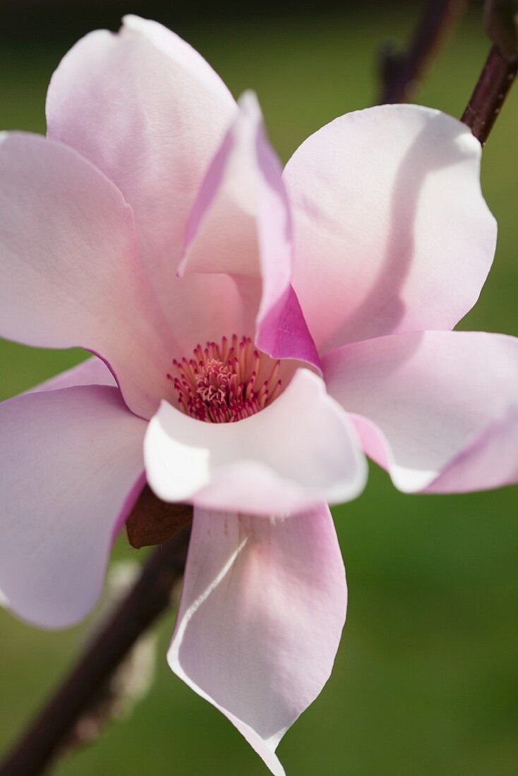 Rosafarbene Magnolienblüte (Nahaufnahme)