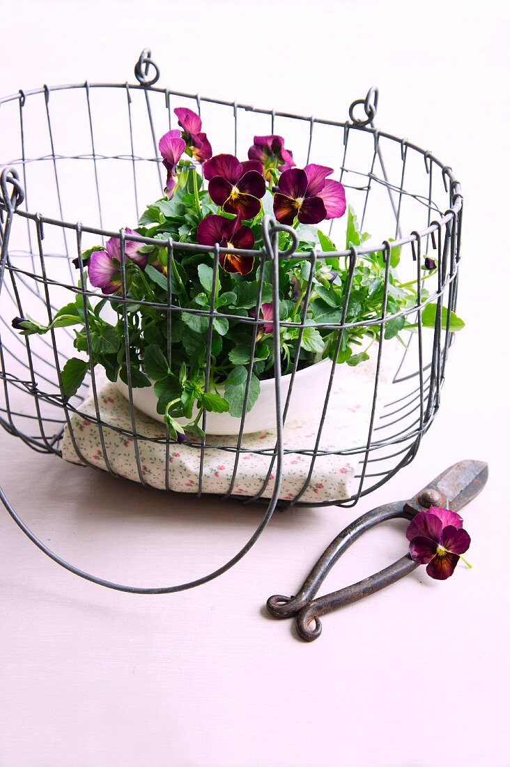 Purple violas in wire basket