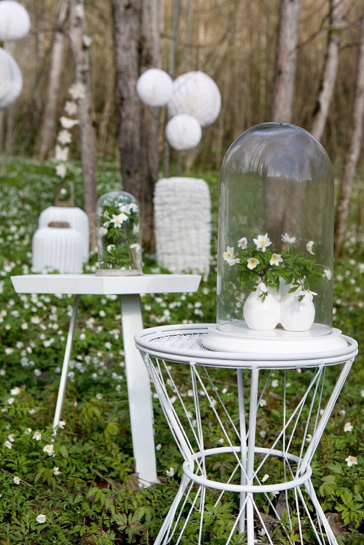 Wood anemones under glass covers on small side tables in woodland clearing