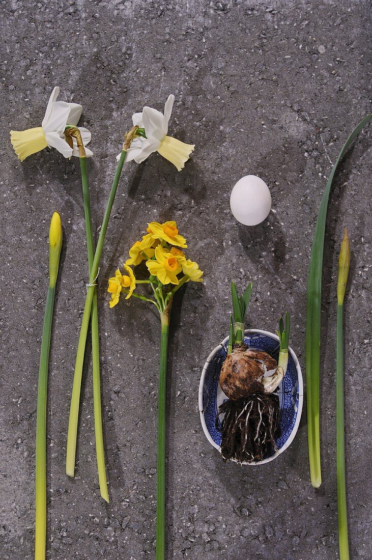 Verschiedene Narzissen und Zwiebel in Schale, weisses Ei auf Steinplatte