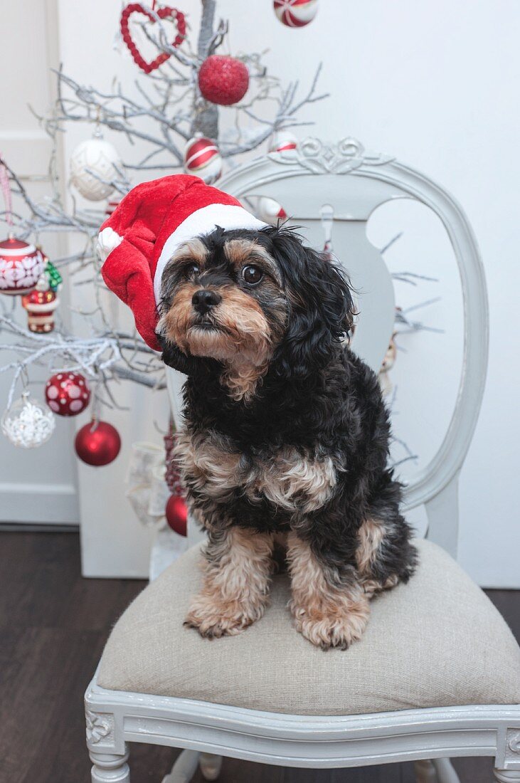 Small dog wearing Santa hat sitting on chair in front of Christmas tree