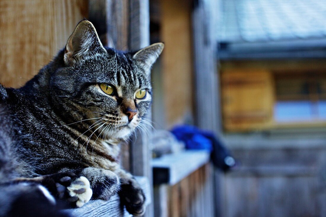Katze auf dem Balkon eines Bauernhofes