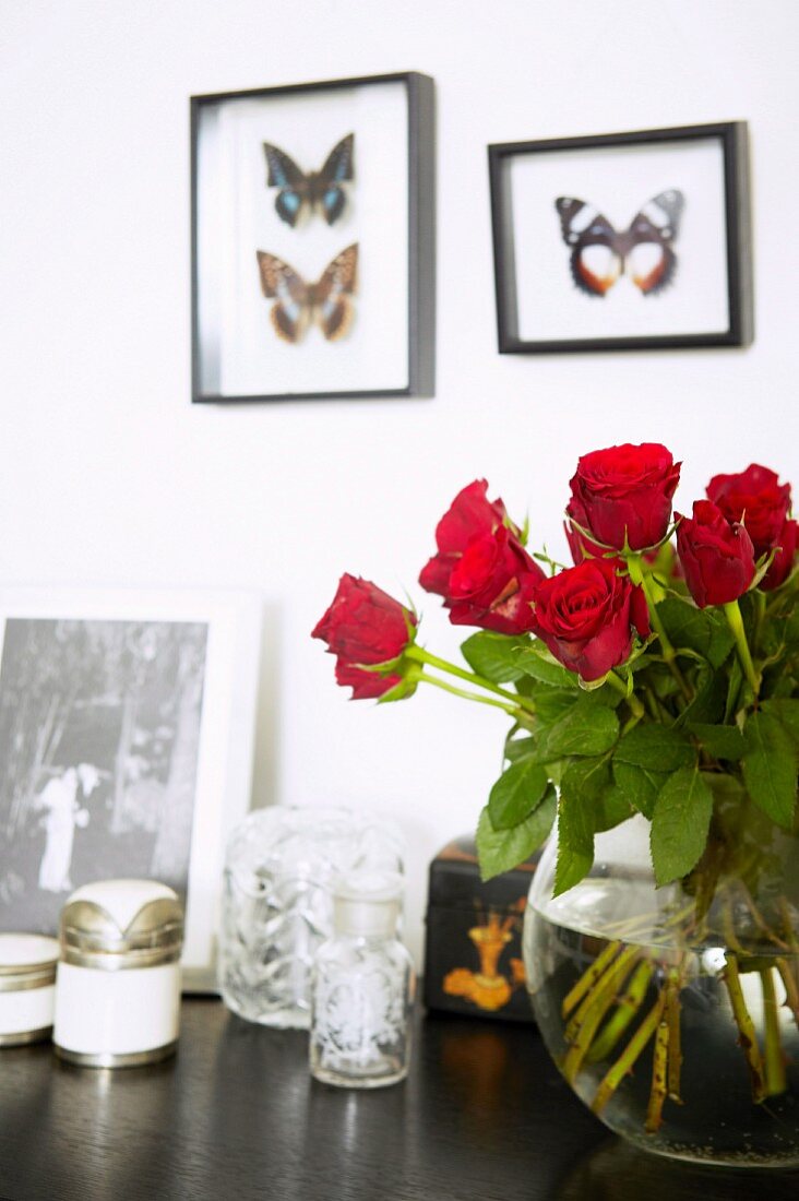 Roter Rosenstrauss in Glasvase auf Ablage vor Wand mit Schmetterlingsammlung