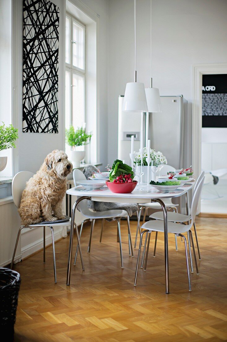 Hund auf weißem Schalenstuhl mit Metallgestell vor gedecktem Tisch, in modernem Esszimmer mit traditionellem Flair