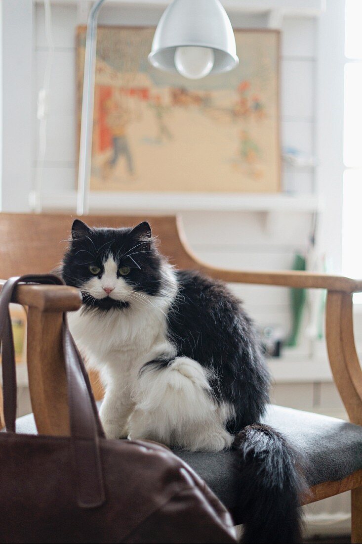 Schwarz-weiße Katze auf rustikalem Stuhl