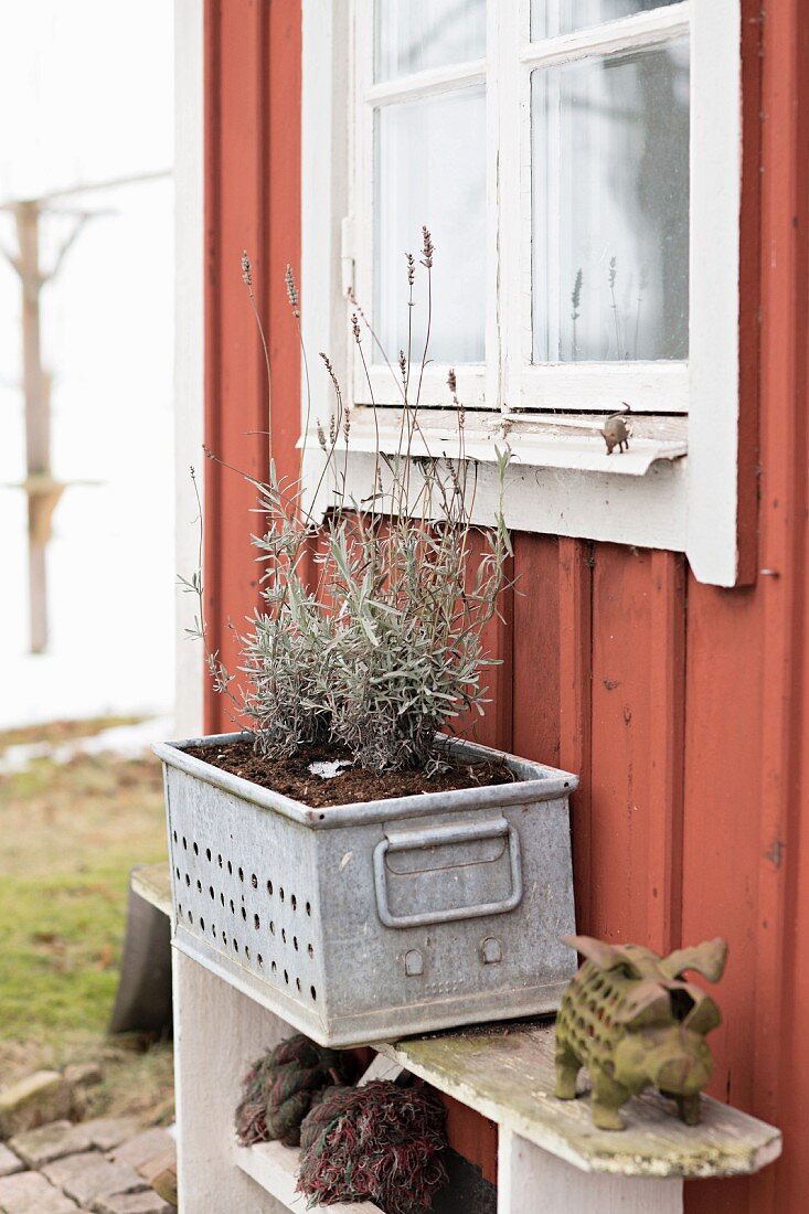 Lavendel in Metall Pflanzenbehälter auf Ablage vor rotbraun gestrichenem Holzhaus