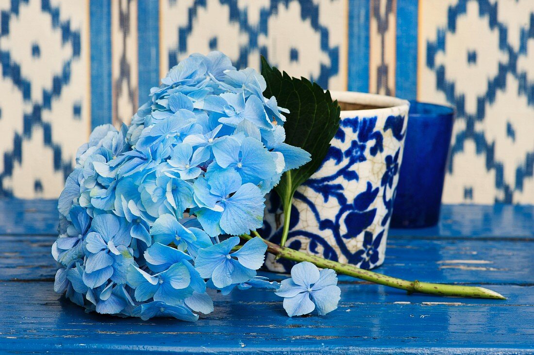Pale blue hydrangeas in front of white and blue patterned beaker on blue-painted surface
