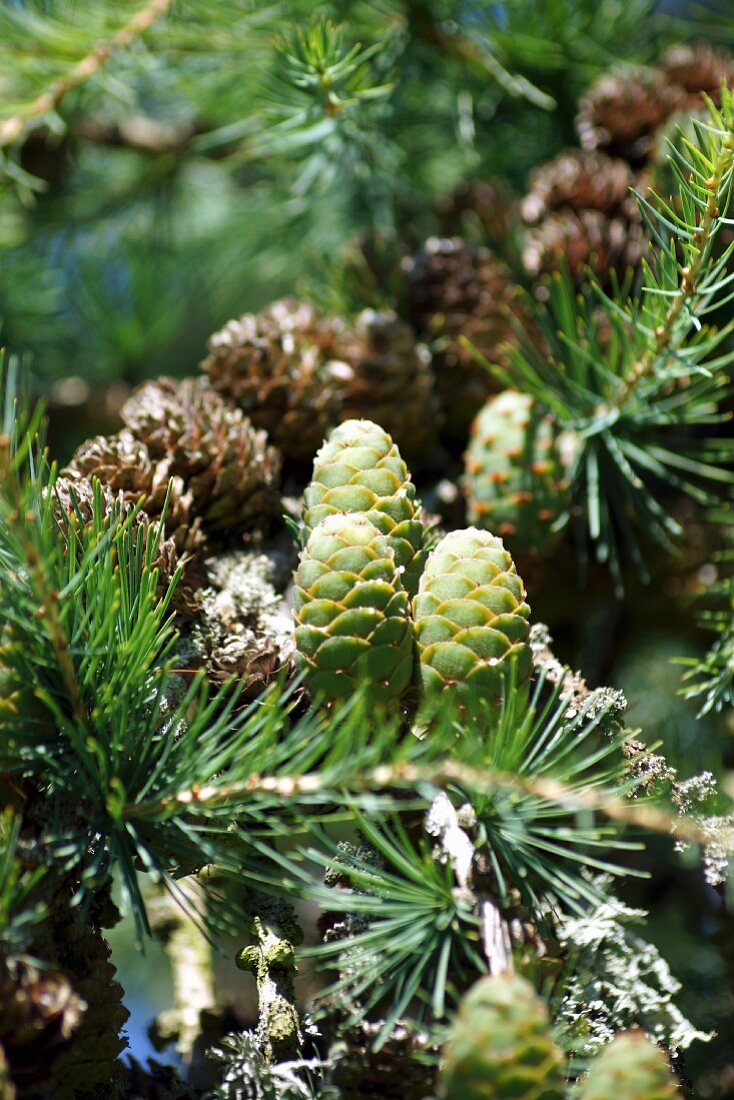 Branch of young larch cones