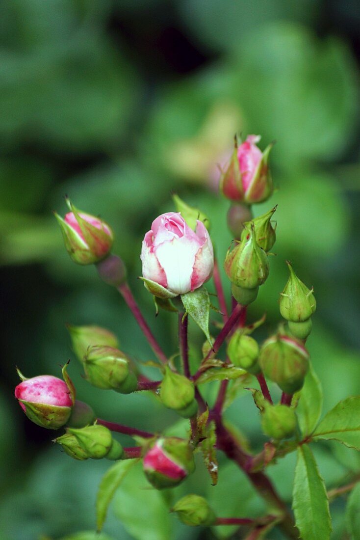 Garden rose buds