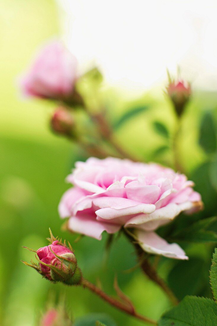 Blühende rosafarbene Rose und Knospen