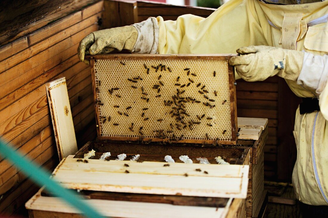 Imker mit Bienenwabe in den Händen