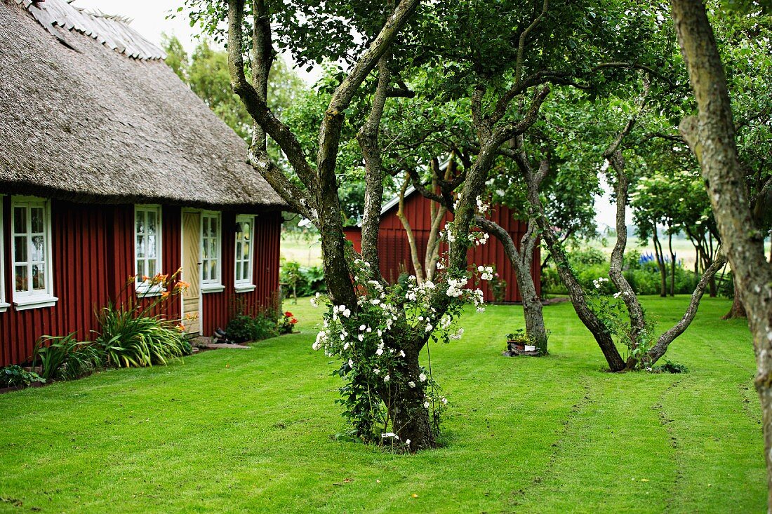 Knorrige Bäume in gepflegtem schwedischem Garten, seitlich Holzhaus mit Reetdach