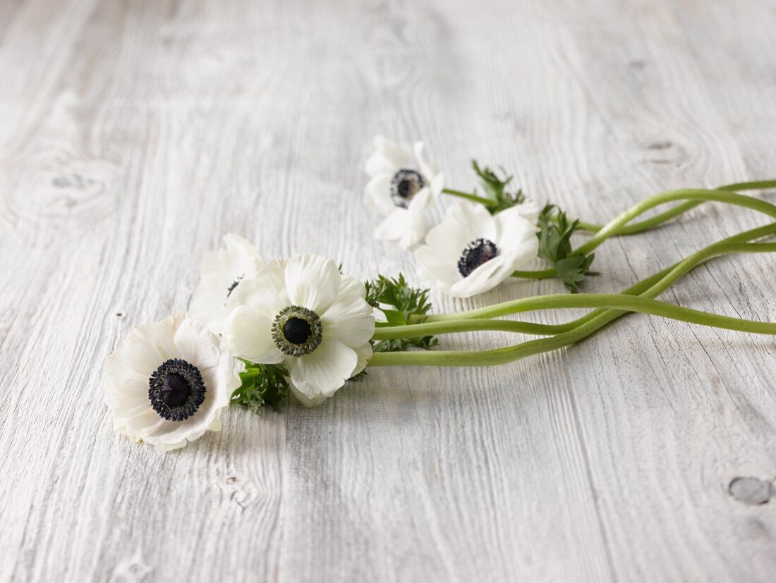 White anemones on wooden surface
