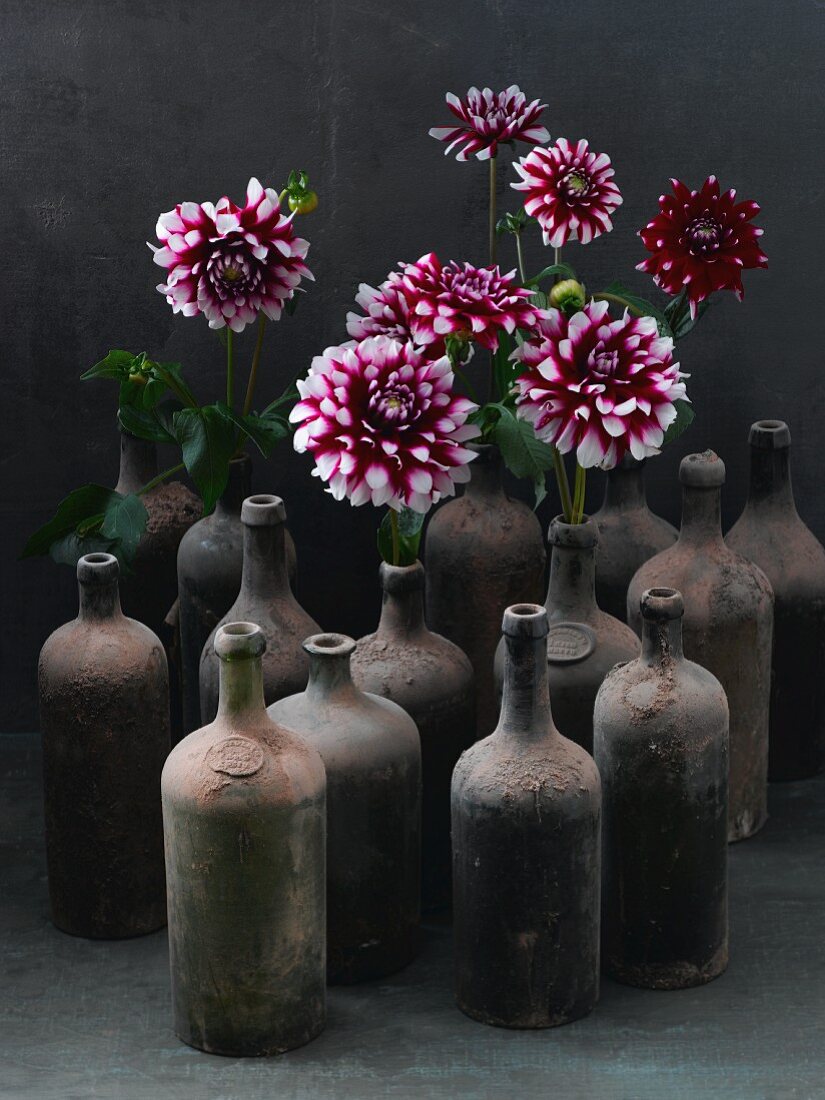 Red and white dahlias in dusty bottles