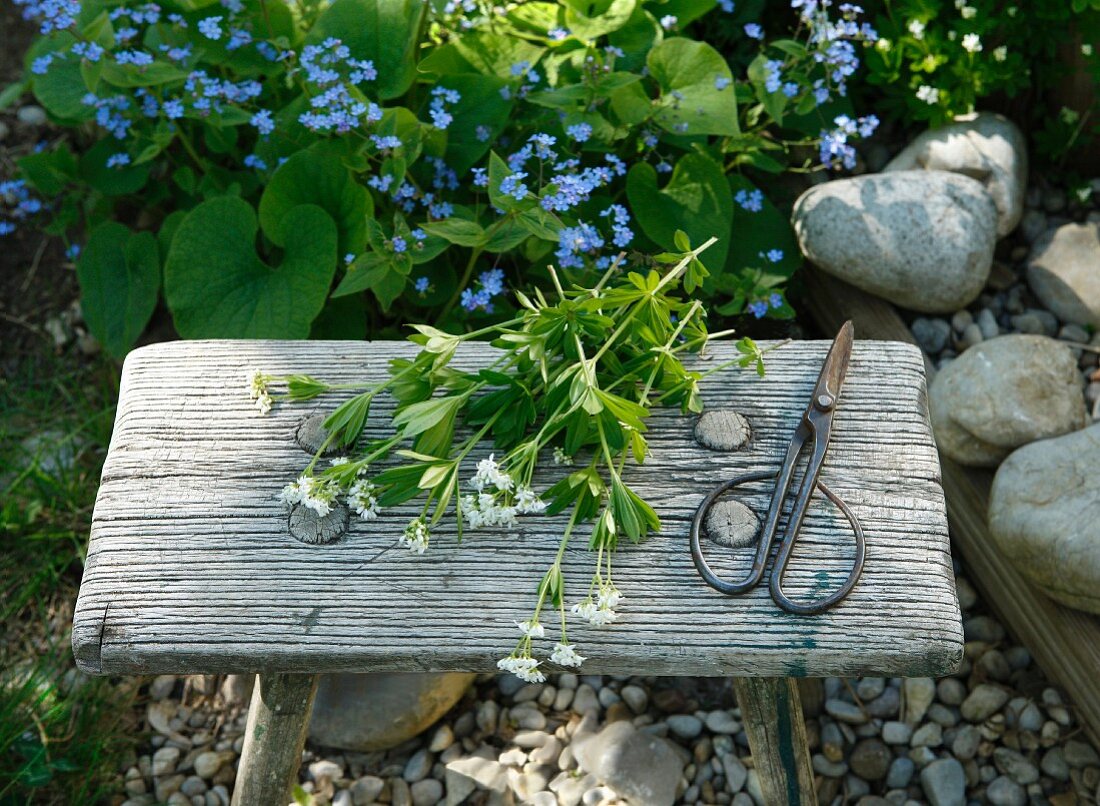 Freshly gathered sweet woodruff and scissors on wooden footstool