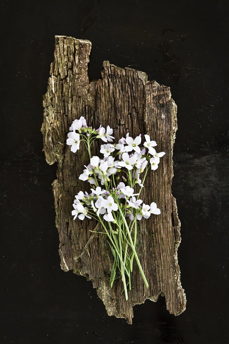White flowers on piece of bark
