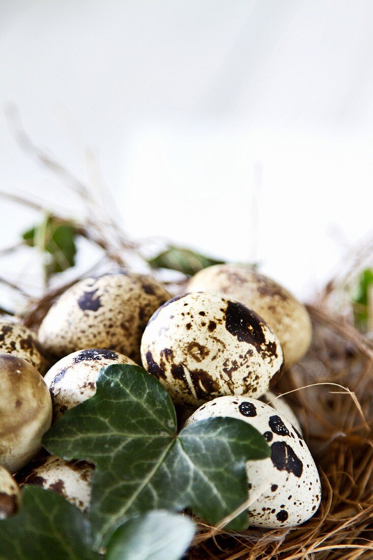 Quails' eggs and ivy leaves in straw nest