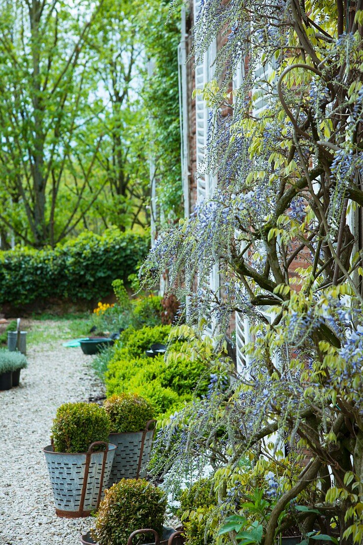Boxwood in metal pots on a gravel surface and wisteria on the façade of an old French country house