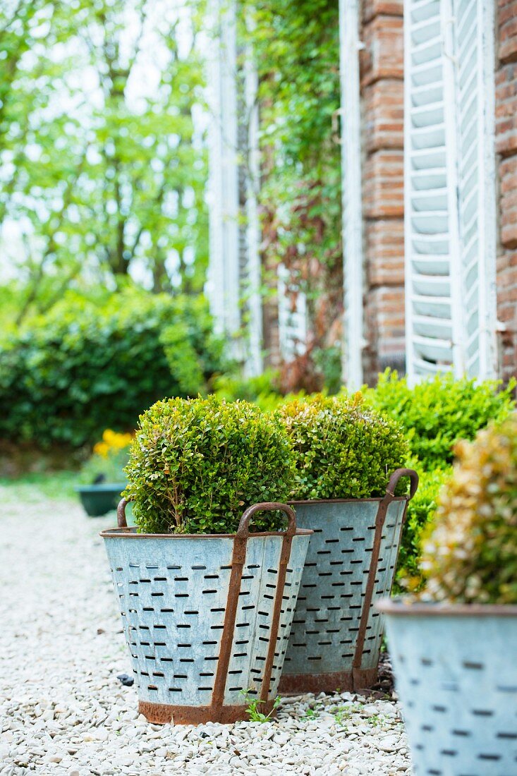 Round box trees in metal pots on a gravel area in front of a French country house