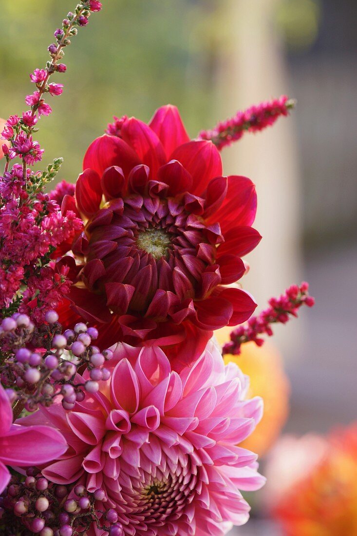 Red and pink dahlias