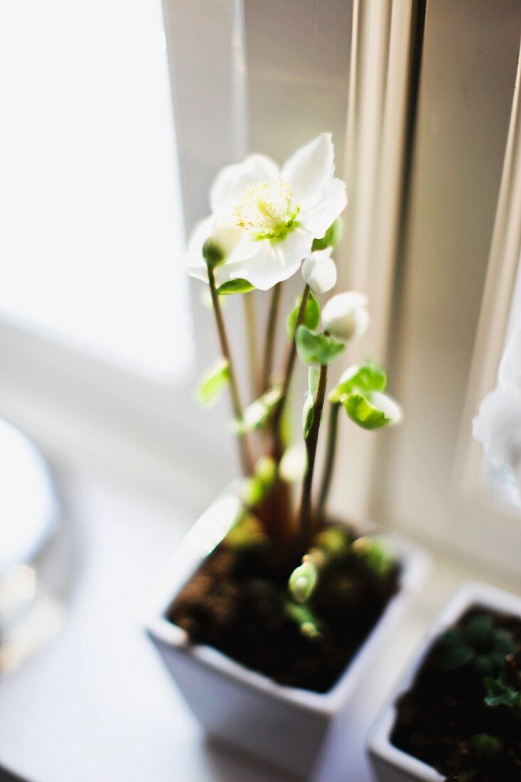 Blühende Christrose in kleinem Blumentopf am Fenster
