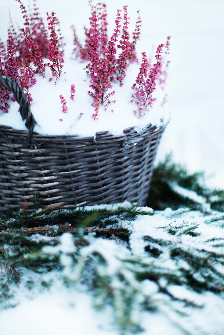 Snowy basket of heather on fir branches