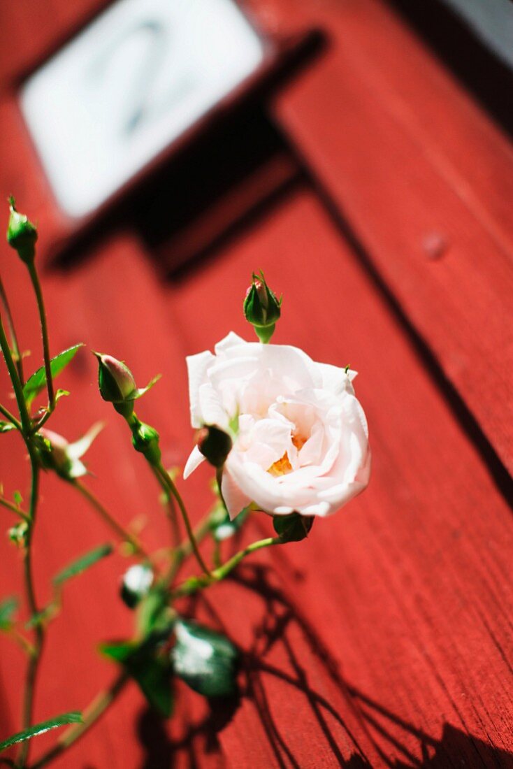 Branch of white-flowering rose against blurred background of falu red wooden house