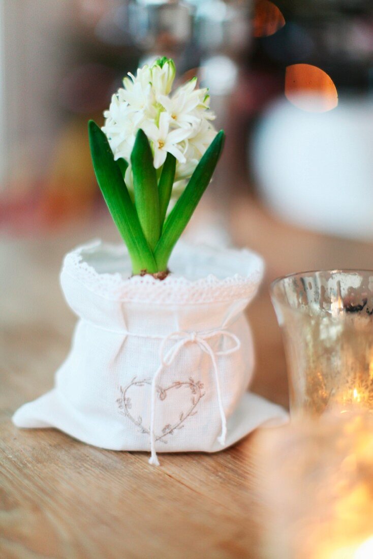 White hyacinth in pot with white fabric cover
