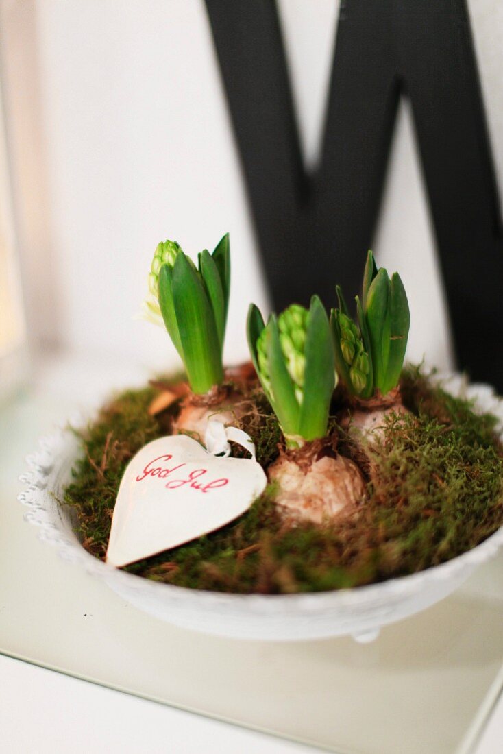 Hyacinths amongst moss in white bowl with Christmas greeting on small card