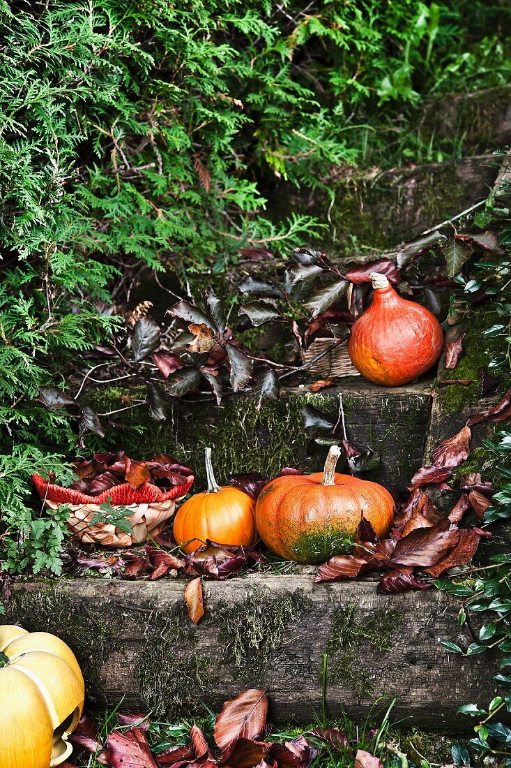 Pumpkins on wooden steps in autumnal garden