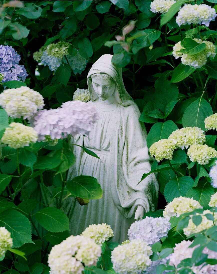 Statue of the virgin Mary amongst hydrangeas in garden