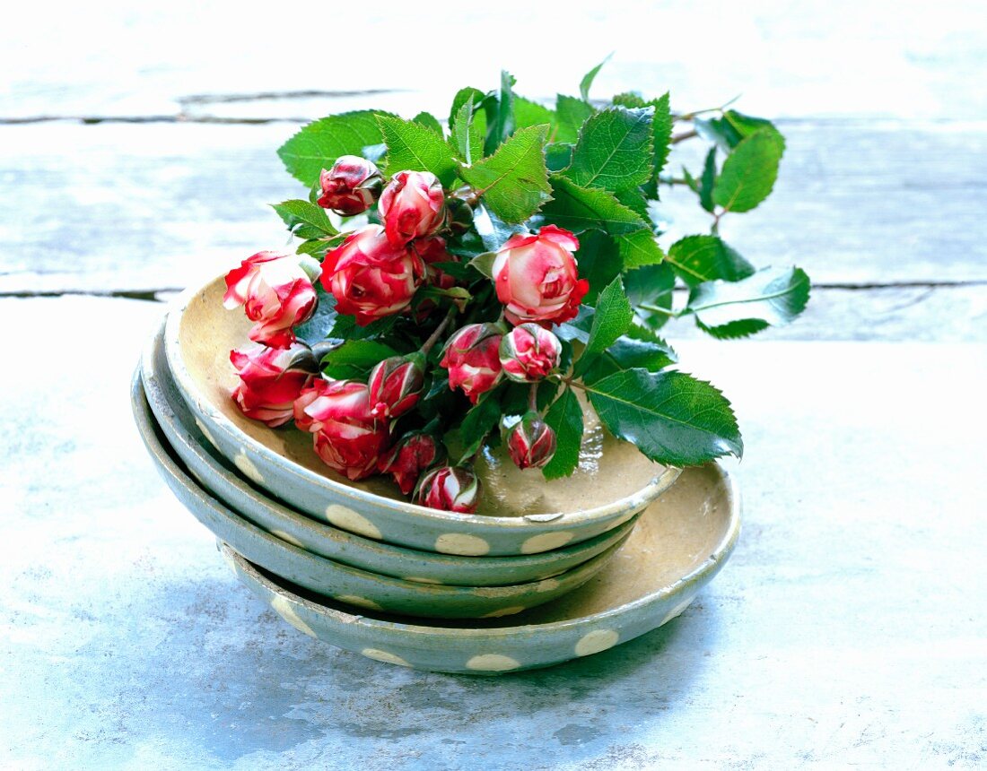 Red and white roses in dish