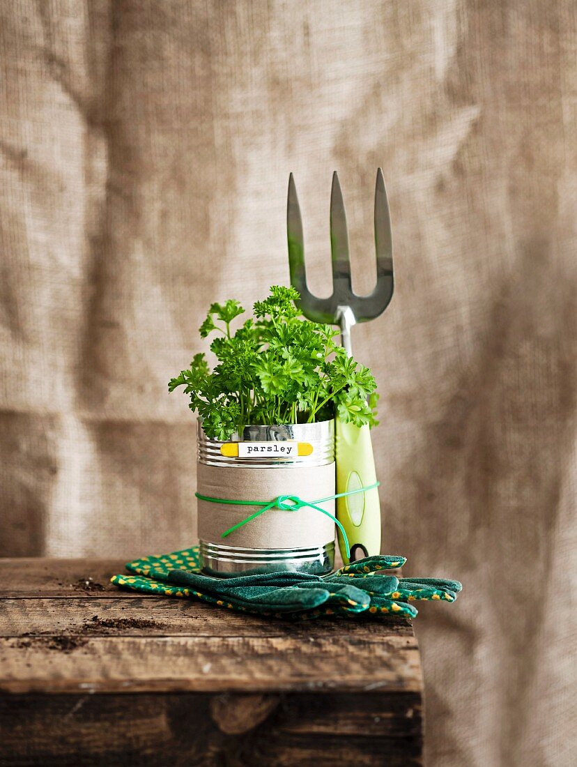 Unusual gift idea - gardening utensils and plant wrapped as gift