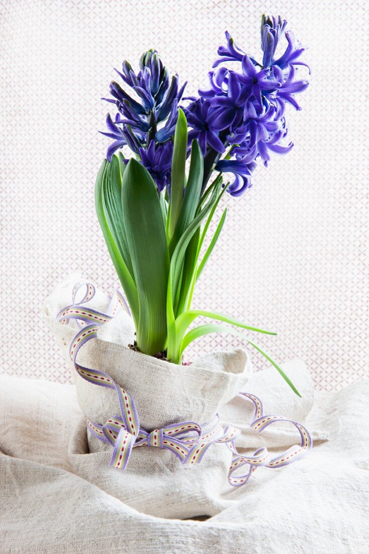 Flowering blue hyacinth in pot wrapped in pale linen with ribbon