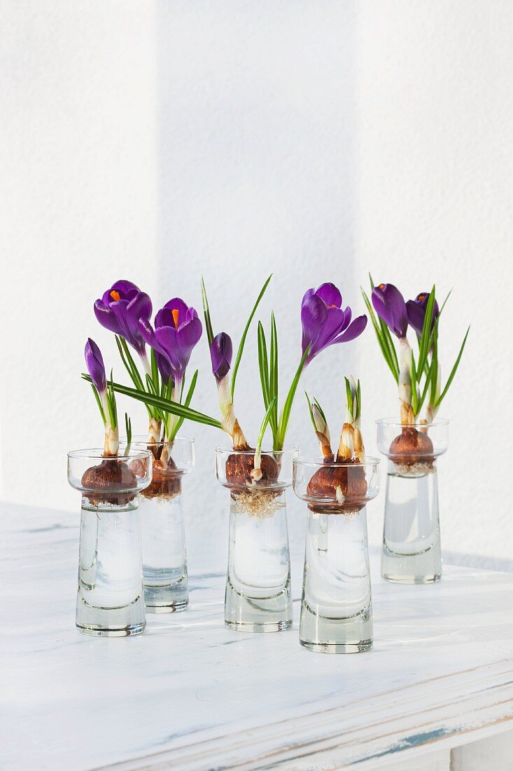 Flowering crocus bulbs in small bulb vases
