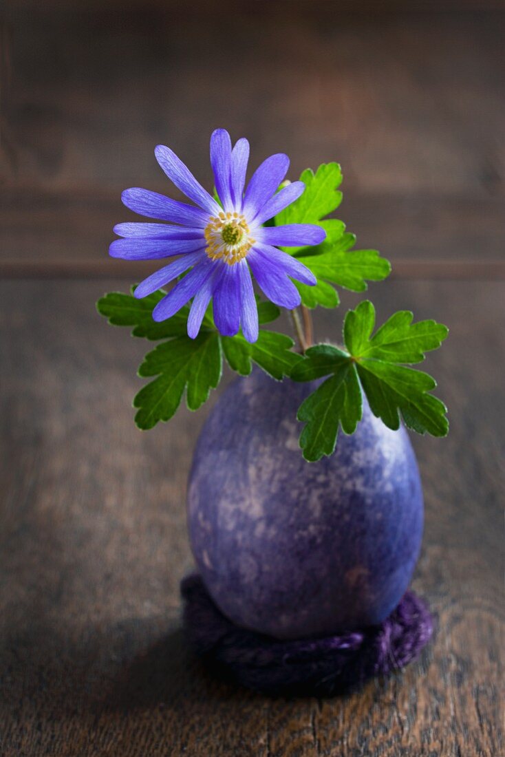 Blaue Anemone mit Blättern in einem blau gefärbten ausgeblasenen Entenei auf Filz am Holztisch