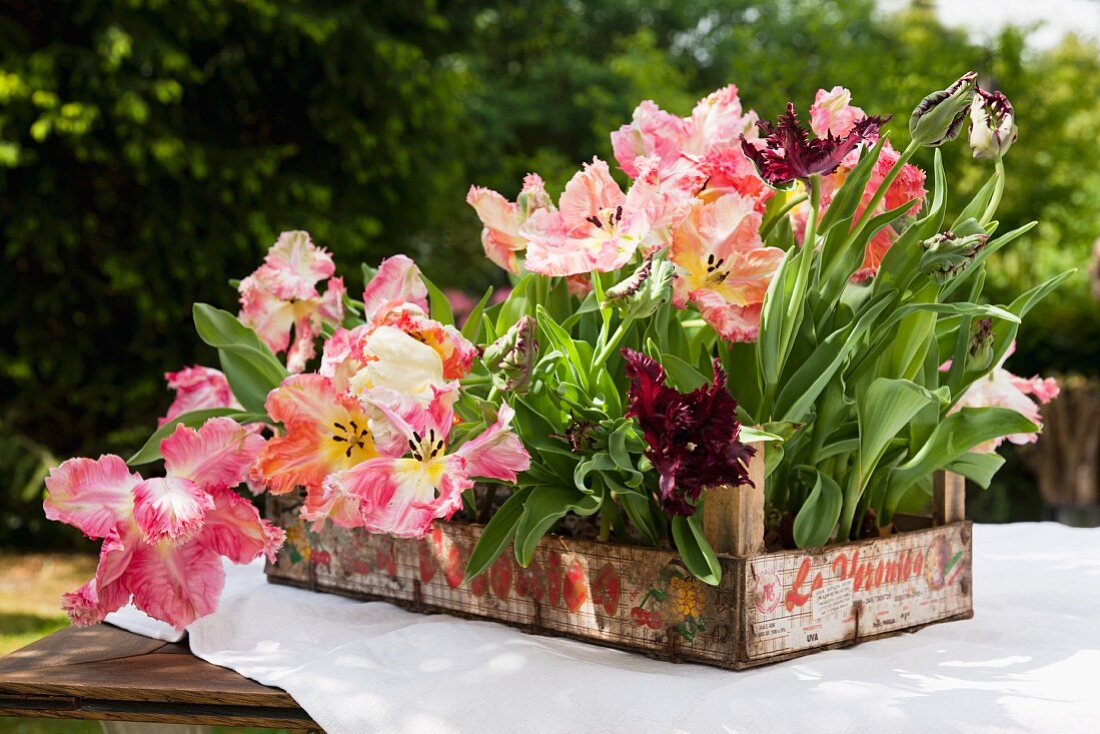 Many parrot tulips in wooden crate on table in garden